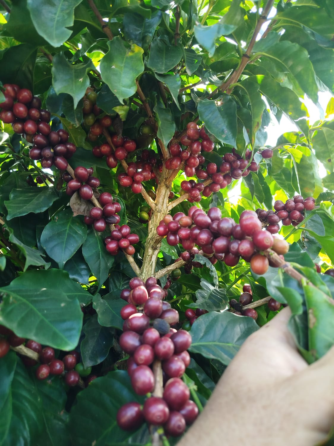 Sítio Santo Expedito — Muzambinho MG